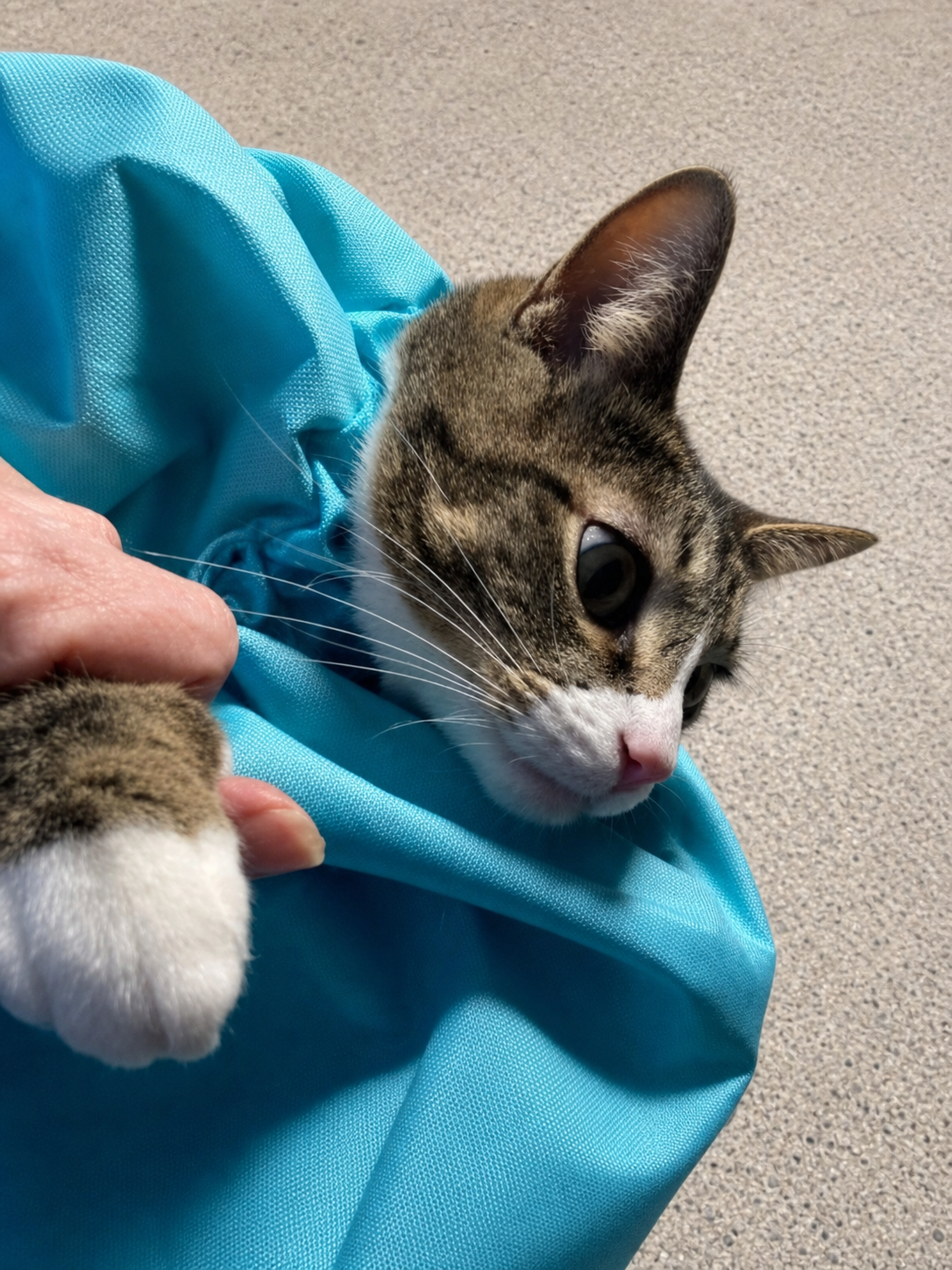 sarafinds-ai-calmcarry-v2-5: CalmCarry Cat Sling — soft breathable teal fabric close-up