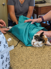 sarafinds-ai-calmcarry-v2-8: CalmCarry Cat Sling — accessible care opening